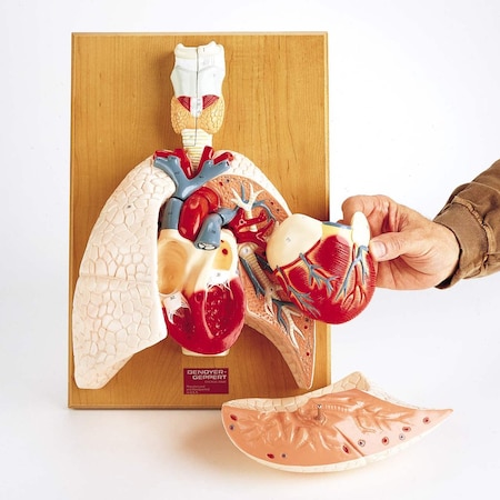 Anatomical Model, Cardiopulmonary Model